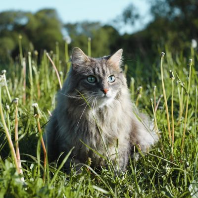 Portrait of a gray green-eyed cat outdoors. Fluffy Siberian cat sitting in green grass and looking
